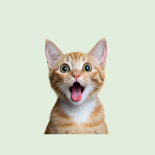 Cat Accessorize