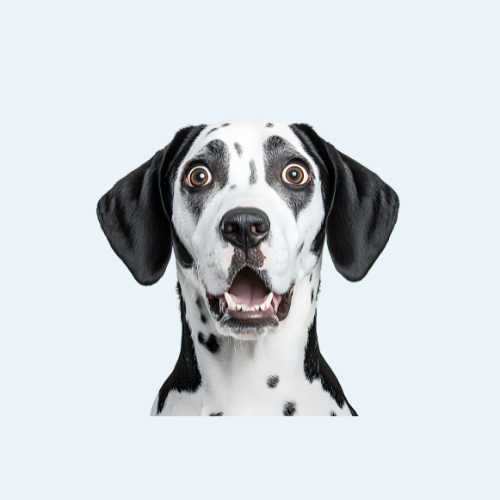 Dog Accessorize