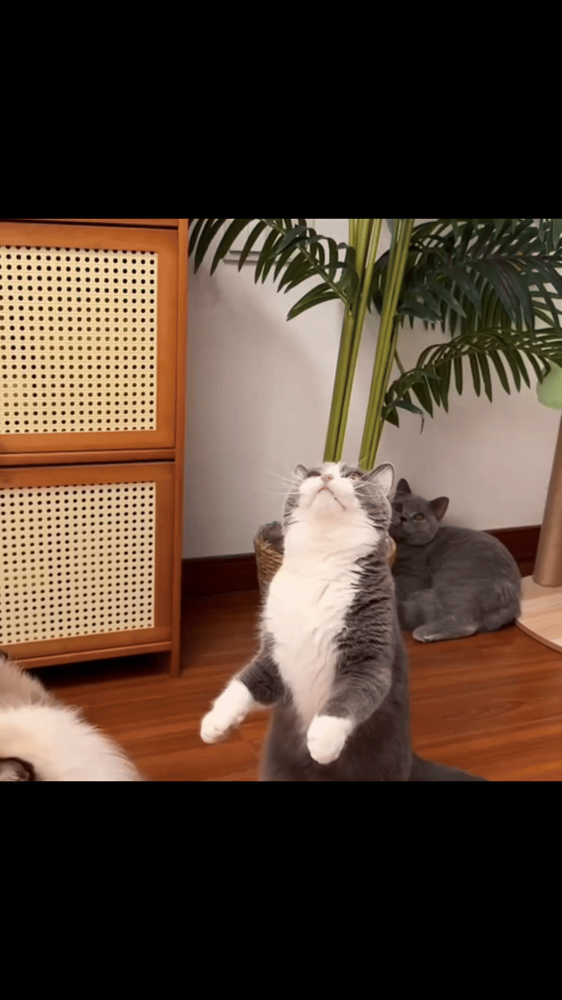 Flapping Bird Cat Toy