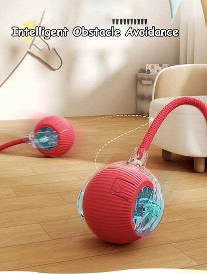 Automatic Dog Walker